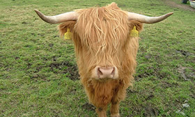 Highland Coo