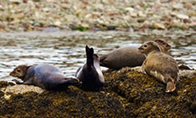 Seals