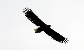 White Tailed Sea Eagle